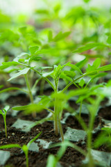  Seedlings in plastic black germination tray.