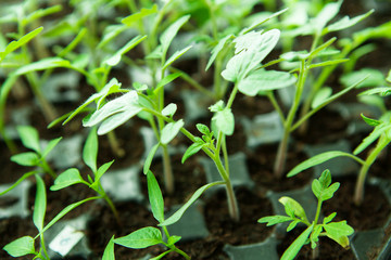  Seedlings in plastic black germination tray.