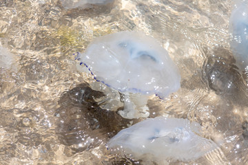 A large jellyfish swims in the water near the beach. Swimming hazard and beach closure.