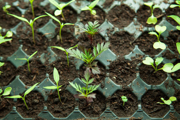  Seedlings in plastic black germination tray.