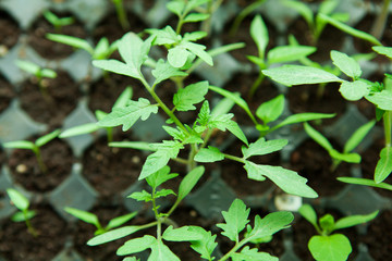  Seedlings in plastic black germination tray.