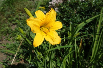 Yellow flower of Hemerocallis fulva in June