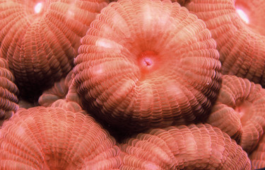 underwater coral reef caribbean sea Veneuela