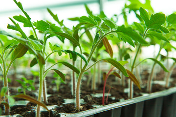  Seedlings in plastic black germination tray.