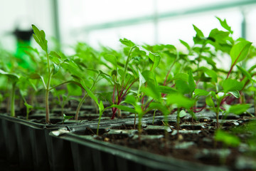  Seedlings in plastic black germination tray.