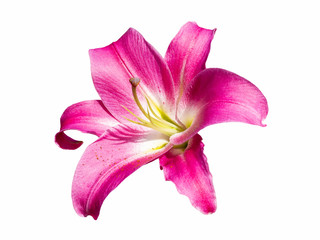 Delicate pink Lily isolated on white background. Beautiful still life. Flower in the shape of a star. Spring time. Flat lay, top view