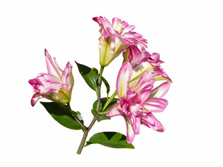 Delicate varietal Roselily Kendra Lily isolated on white background. Beautiful still life. Flower in the shape of a star. Spring time. Flat lay, top view