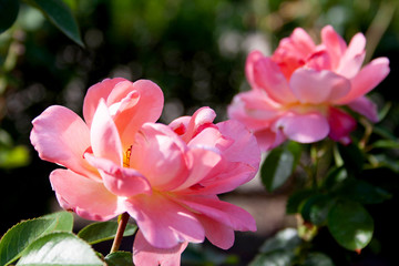 pink magnolia flower