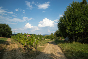 summer landscape meadow and forest border