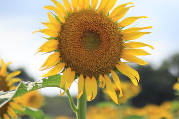 bluesky and sunflowers  in the park ,japan ,chiba 