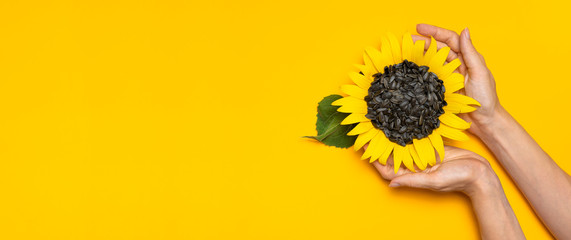 Beautiful fresh sunflower with sunflower seeds in female hands on yellow background Flat lay top...