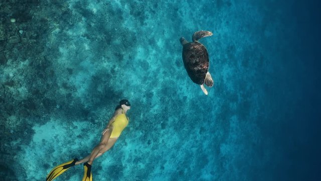 Large turtle and young girl swimming underwater together in slow motion. Active holidays on islands, on coast of ocean or sea. Freediving or snorkeling trips. Unique contact with tropical animals.