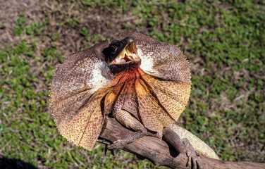 Lézard à collerette, australie du nord.