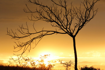 Sonnenuntergang hinter kahlem Baum