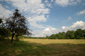 Fototapeta na wymiar summer landscape meadow and forest border