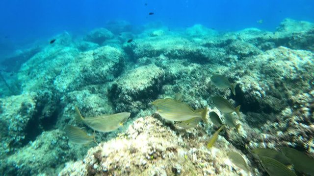 Group of Oblade fish  swimming at reef through corals in calblanque beach at the mediterranean sea.