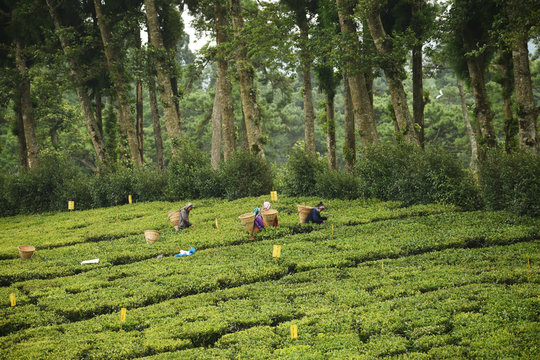 Shillong, India - August 24, 2020: Harvest, rural workers start plucking tender green shoots after lockdown. Tea gardens in Assam, Meghalaya open in unlock phase, produce tiny but high fresh quality.