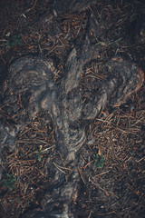 magic forest, roots and branches,abstract natural background