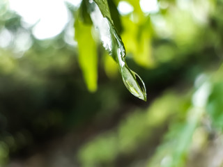 Drops of water are falling under the leaves of the green tree and the light is being reflected.