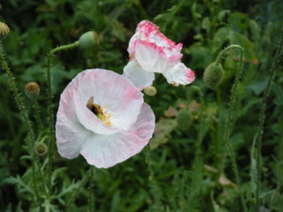 Obraz premium Bee feeding on varigated pale pink poppies