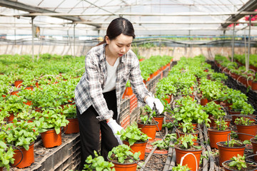 Skilled florist woman engaged in cultivation of plants of mint in greenhouse. High quality photo