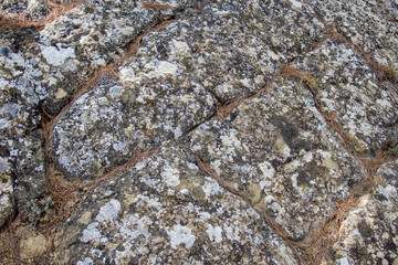 needles and lichen on the stone