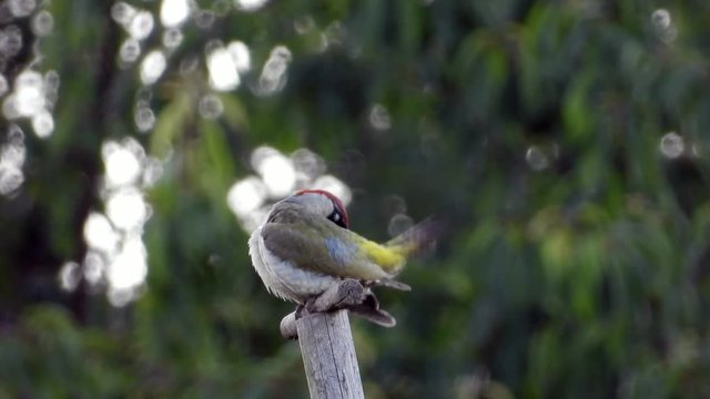 Gr&uuml;nspecht&nbsp;(Picus viridis)