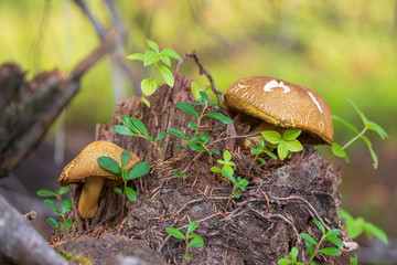 Two edible mushrooms on mouldering stump. Xerocomellus Chrysenteron in taiga forest. Boletus Chrysenteron on stump