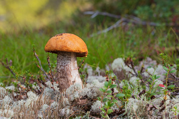 Orange cap boletus in green grass, reindeer lichen, empetrum and blueberry on sunny day. Small fresh mushroom
