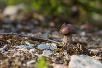 Brown cap boletus  at edge of forest. Fresh small mushroom. Leccinum scabrum