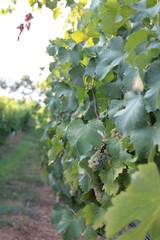 grapes , vineyards in italy , europe 
