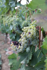 grapes , vineyards in italy , europe 