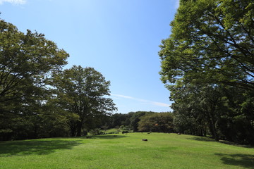 Scecery of park in saitama  ,japan,saitama	