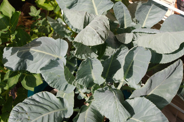 close up of leaves of a cauliflover