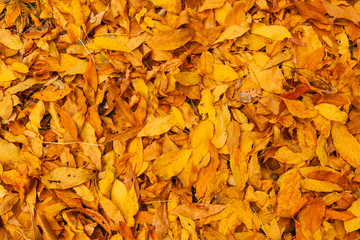 Background of Autumn leaves on the ground