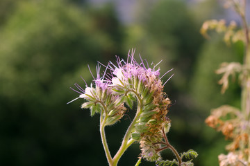 scorpionweed flower in the garden