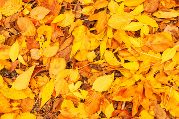 Background of Autumn leaves on the ground