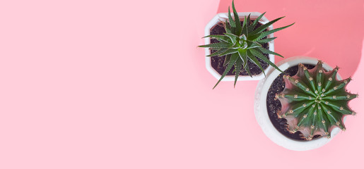 Banner cactus on a pastel pink background, copy space, layout