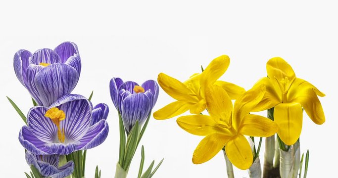 Timelapse of crocus flowers blooming on white background