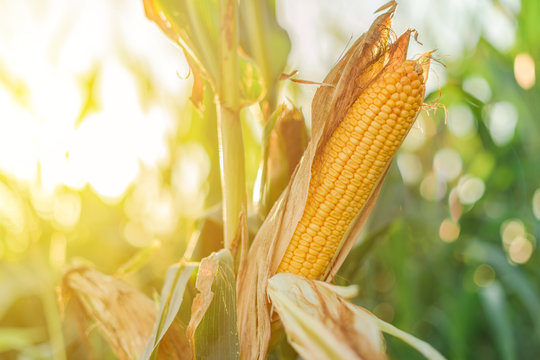 Ear of corn in the field