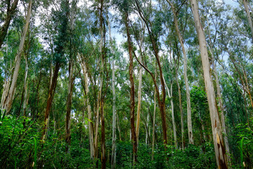 forest of eucalyptus in southeast asia 