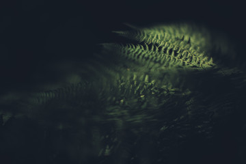 Natural background from plants, colored textures of nature