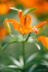 Natural background from plants, colored textures of nature