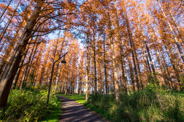 Obraz premium 秋の水元公園