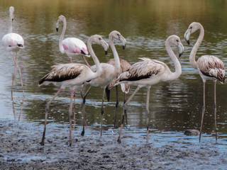 group of flamingos
