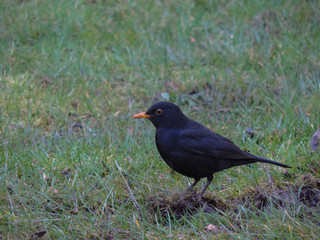 blackbird on the ground