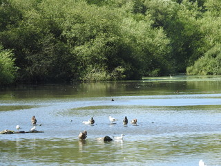 ducks on the lake