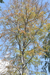 Baum mit Trockenschaden