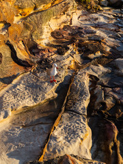 A seagull standing on the rock.