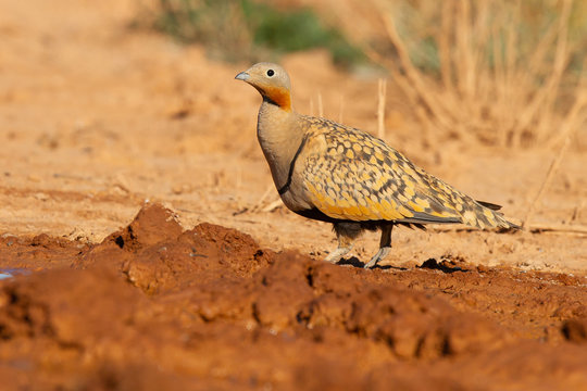 Pterocles orientalis, steppe bird, Zaragoza, Spain.
